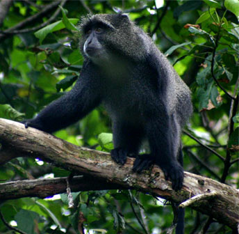 Zimbabwe Eastern Highlands